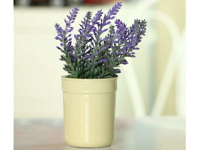 Bunga lavender adalah bunga yang memiliki ciri khas yakni memiliki bunga berwarna ungu CARA MENANAM DAN MERAWAT BUNGA LAVENDER